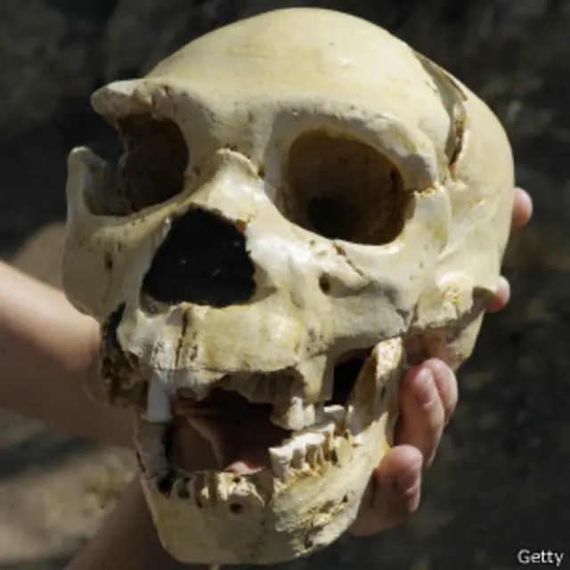 homo heidelbergensis