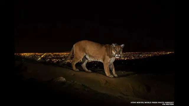 Пума в Лос-Анжелесе