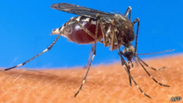 جرمن سائنسدان ملیریا کے بطور حیاتیاتی ہتھیار ممکنہ استعمال پر تحقیق کر رہے تھے