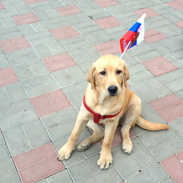 Cочі. Тепло. Зимова Олімпіада