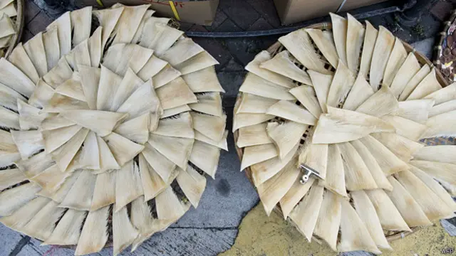 香港某街头在晒干的鱼翅(4/1/2014)