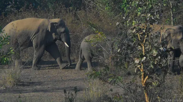 झारखंड हाथियों की बरसी