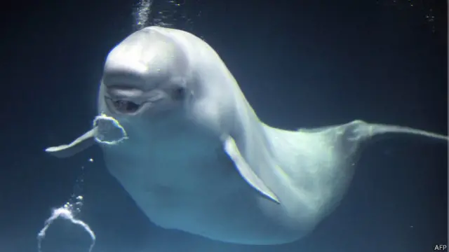 Baleia Beluga | Crédito: AFP