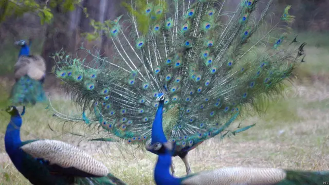 दिल्ली चिड़ियाघर, मोर