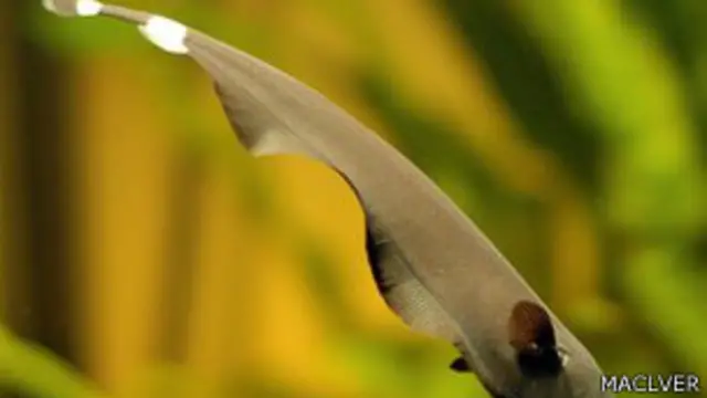 تولد سمكة السكين مجالا كهربائيا من خلاياها العصبية