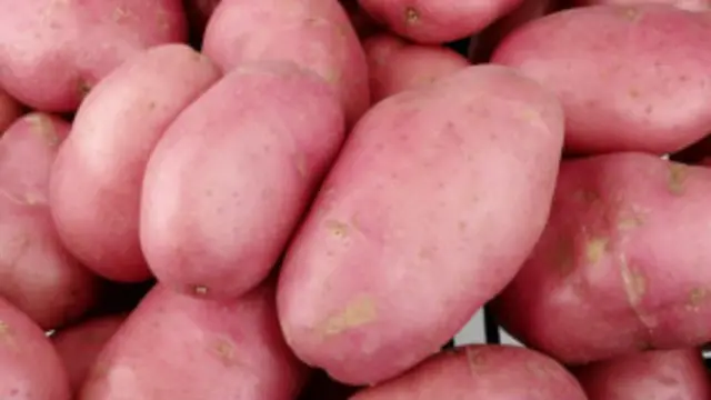 سیب زمینی از منابع غنی از الیاف است