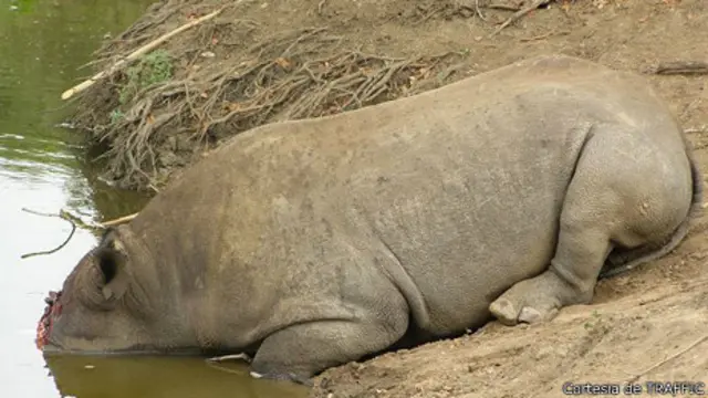Rinoceronte muerto al lado de lago