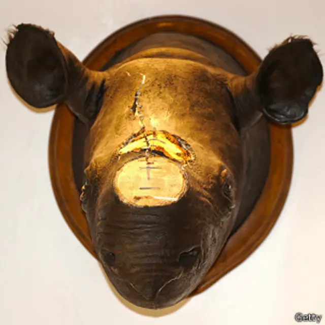 Cuerno de rinoceronte robado