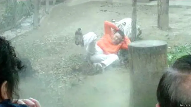 امتنع النمران عن التهام يانغ