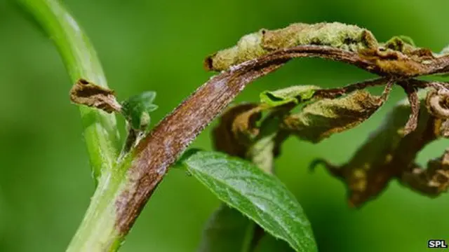 आलू की सड़न