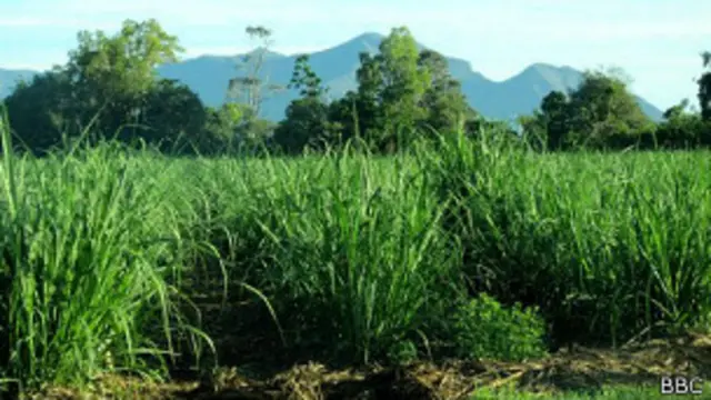 Una de las razones del problema: el uso de fertilizantes en los campos de caña de azúcar.