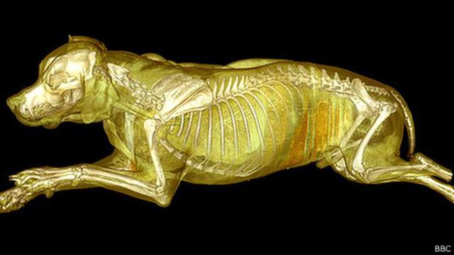 el-esqueleto-la-maravilla-que-soporta-el-mundo-animal-bbc-news-mundo