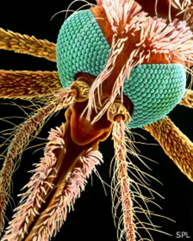 Mosquito de la malaria