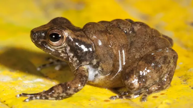 Rana cohete de Yasuní