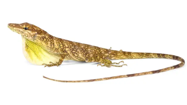 Anolis de Otonga