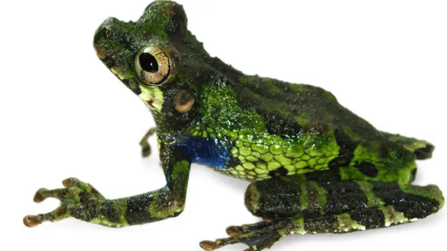 Rana de casco de Cannatella