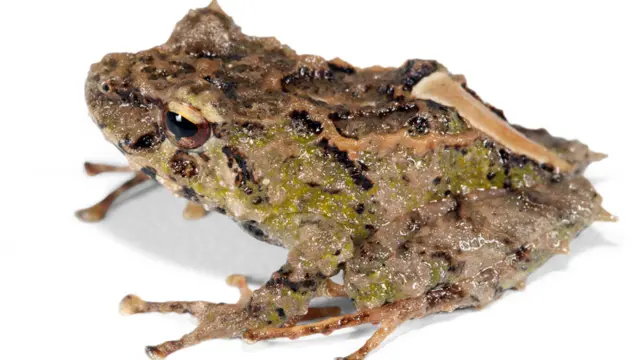 Cutín de la Candelaria