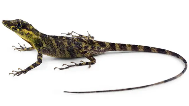 Anolis del Podocarpus