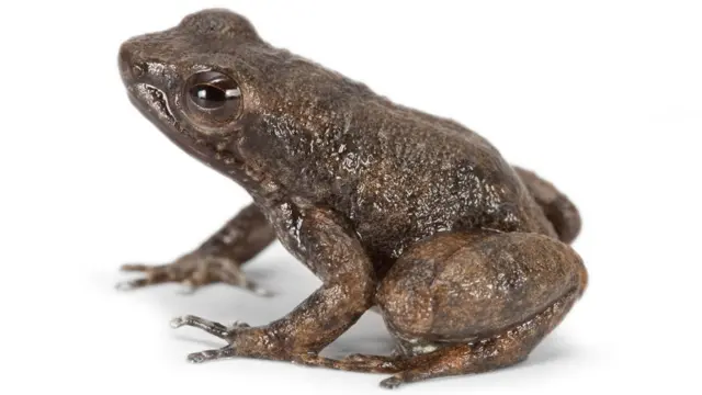 Rana cohete de Pastaza