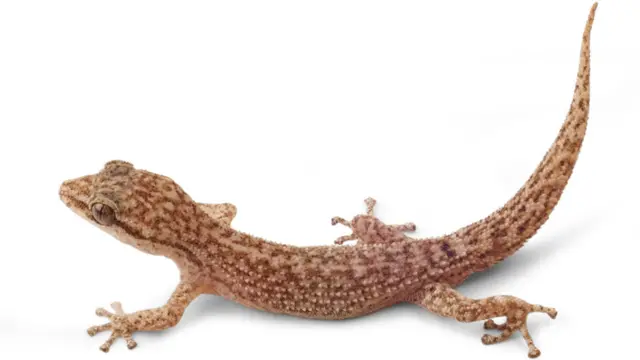 Salamanquesa del río León