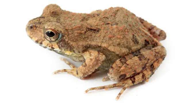 Rana bullanguera de Puyango