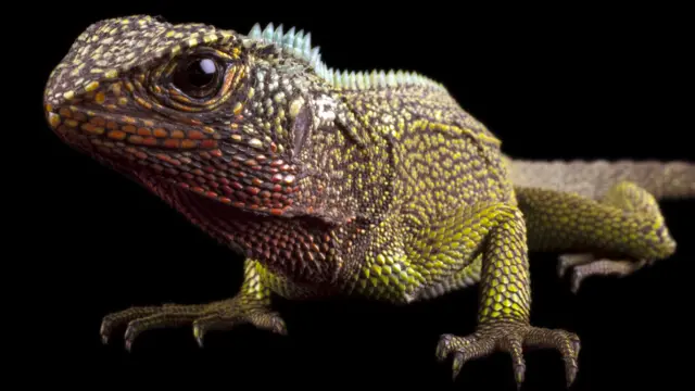 Lagartija de palo gargantirroja