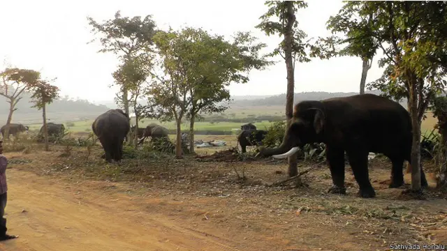 कर्नाटक में हाथी पकड़ने का अभियान
