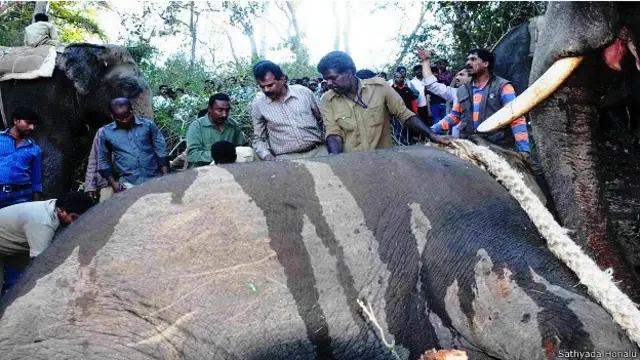 कर्नाटक में हाथियों को पकड़ने का अभियान