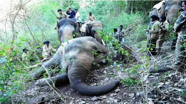 कर्नाटक में हाथी पकड़ने का अभियान