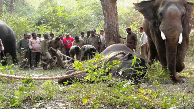 कर्नाटक में हाथियों को पकड़ने का अभियान