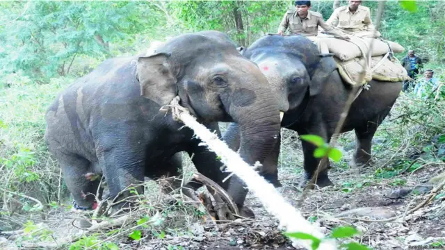 कर्नाटक में हाथियों को पकड़ने का अभियान