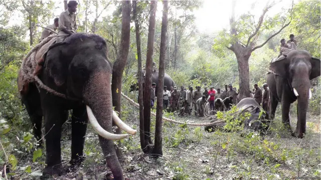 कर्नाटक में हाथियों को पकड़ने का अभियान
