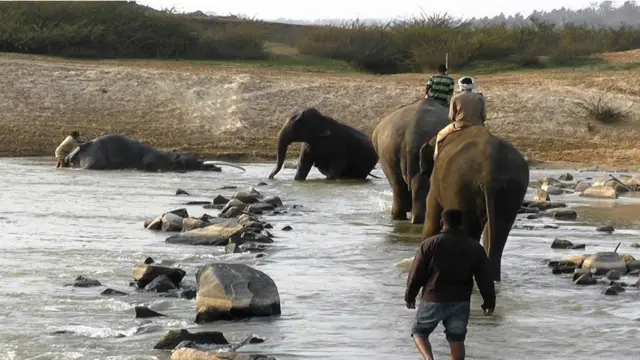कर्नाटक में हाथियों को पकड़ने का अभियान
