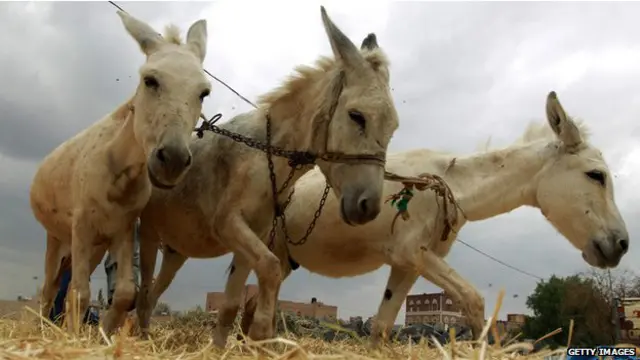 کچھ سال ہوئے کینیا میں گدھا ذبح کرنے کو قانونی قرار دے دیاگیا تھا 