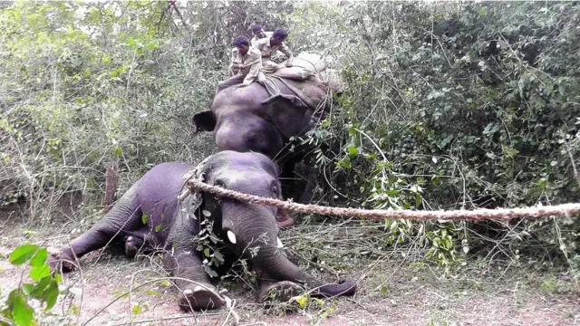 कर्नाटक में हाथियों को पकड़ने का अभियान