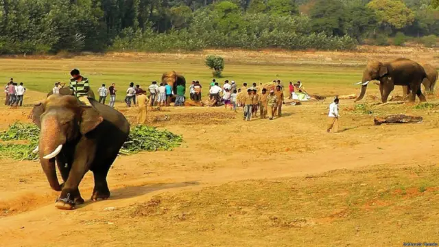 कर्नाटक में हाथियों को पकड़ने का अभियान