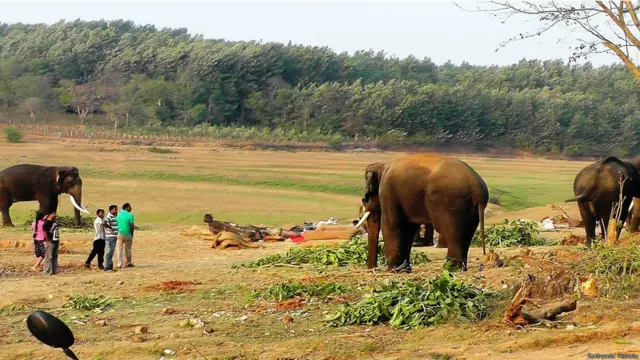 कर्नाटक में हाथियों को पकड़ने का अभियान