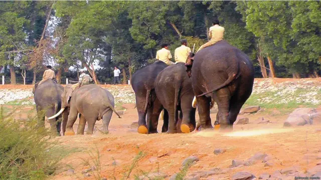 कर्नाटक में हाथियों को पकड़ने का अभियान