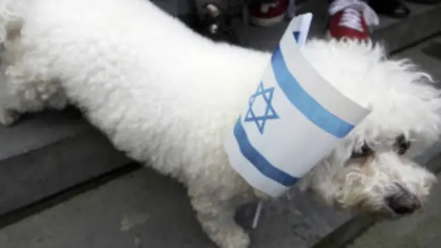 الهدف من العملية التقليل من خطر فضلات الكلاب في شوراع المدينة.