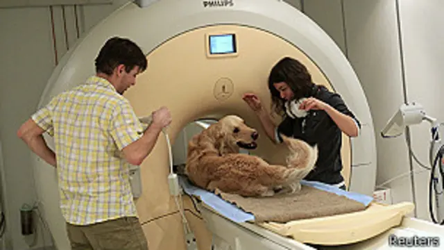 دراسة لأدمغة الكلاب