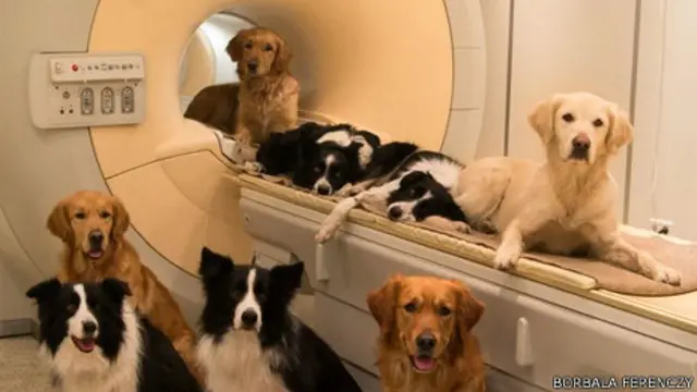 Perros en un escáner