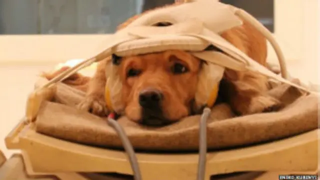 मानव कुत्ते