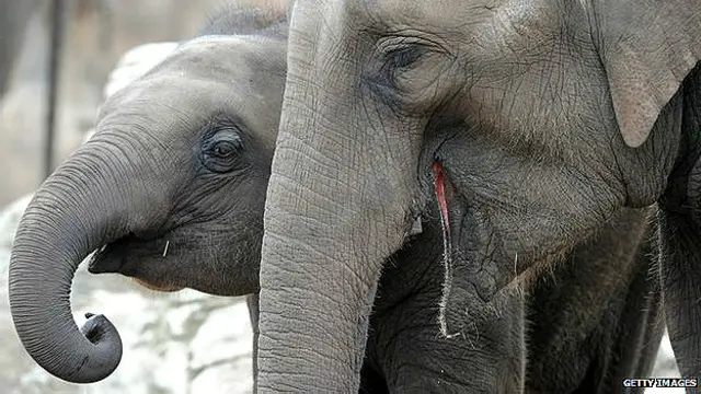 ہاتھی کی گرج سے اس کی عمر کا تعین کیا جا سکتا ہے