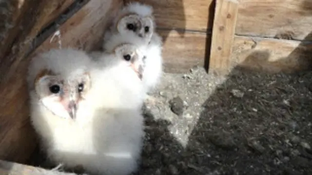 सफेद उल्लू