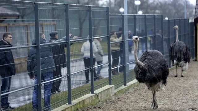 Местный зверинец