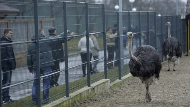 Kebun binatang kecil di Mezhyhirya