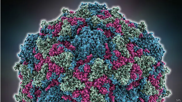 Enterovirus que cause la polio