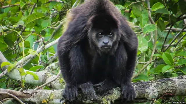 Floresta de Cerro Blanco, onde espécies foram fotografadas, fica perto de uma das maiores cidades do país, Guayaquil