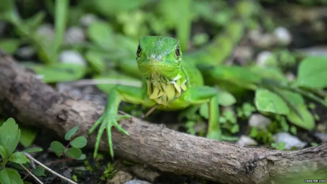 Floresta de Cerro Blanco, onde espécies foram fotografadas, fica perto de uma das maiores cidades do país, Guayaquil