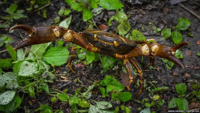 Floresta de Cerro Blanco, onde espécies foram fotografadas, fica perto de uma das maiores cidades do país, Guayaquil